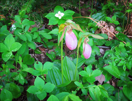 Adirondack Wildflowers:  Pink Lady's Slippers on the Heron Marsh Trail at the Paul Smiths VIC